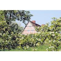2780_7486 Obsthof zwischen blühenden Obstbäumen im Alten Land. | Fruehlingsfotos aus der Hansestadt Hamburg; Vol. 2